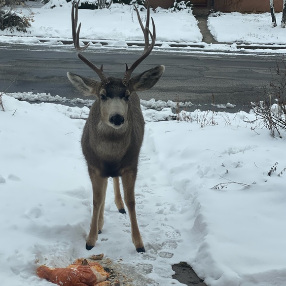 Meet your Posher, Emma - Picture 3 of 5